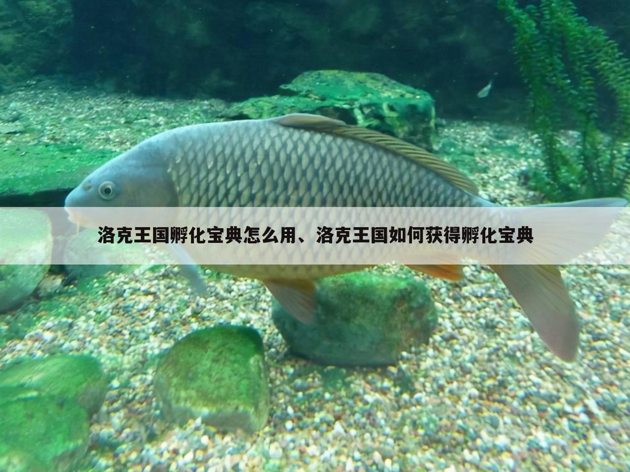 洛克王国孵化宝典怎么用、洛克王国如何获得孵化宝典